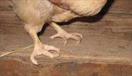 تحقیق ناهنجاري پا در طيور گوشتي