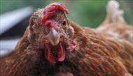 تحقیق بیماری آنفلوانزای مرغی